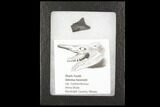 Bizarre Edestus Shark Tooth In Jaw Section - Carboniferous #92670-2
